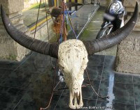 bhc-1-carved-bull-heads-b